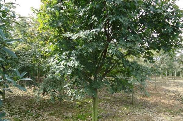 青楓樹苗 青楓樹苗