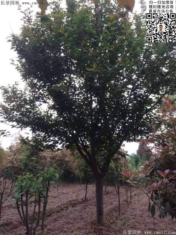 早晚櫻花 早晚櫻花