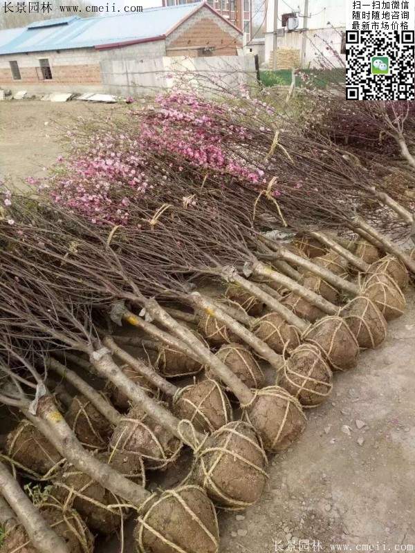 沭陽榆葉梅的價格 沭陽榆葉梅的價格