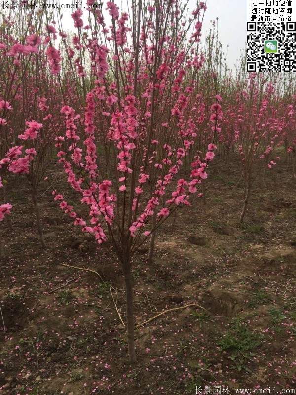 華東榆葉梅樹 華東榆葉梅樹