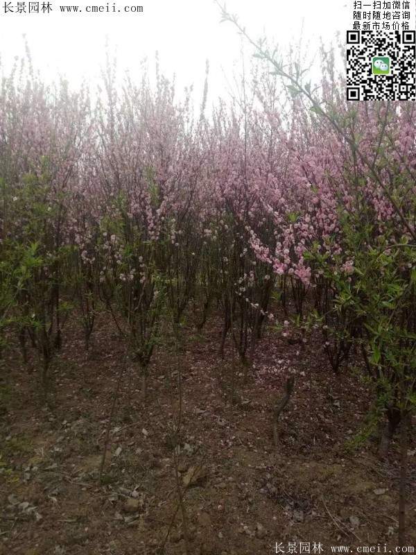 榆葉梅綠化 榆葉梅綠化