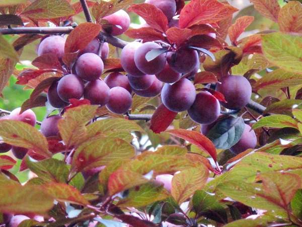 2016年紫葉李的價格 2016年紫葉李的價格