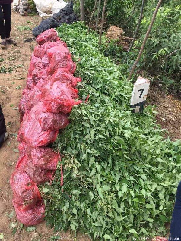 沭陽棣棠價格 沭陽棣棠價格