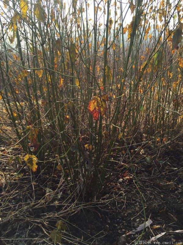 1.2米棣棠 1.2米棣棠