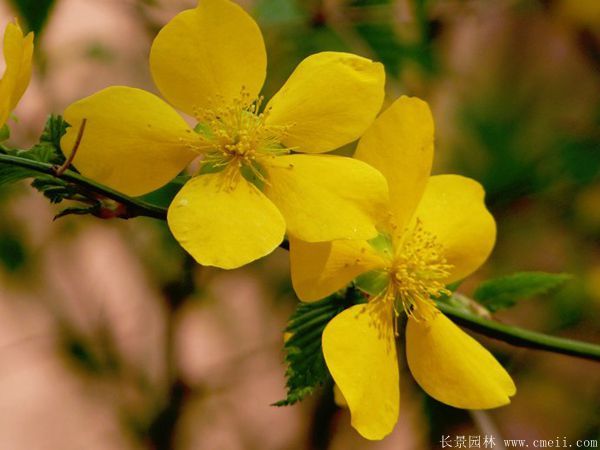 1.2米棣棠 1.2米棣棠