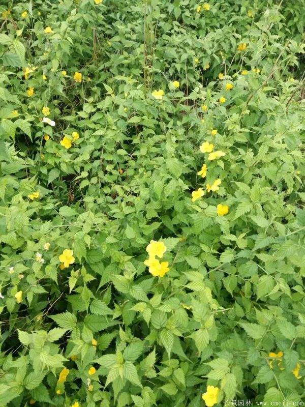 沭陽(yáng)棣棠花 沭陽(yáng)棣棠花