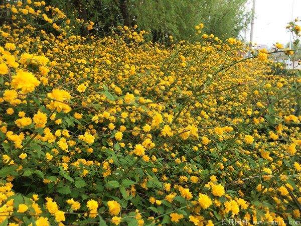 沭陽(yáng)棣棠花 沭陽(yáng)棣棠花