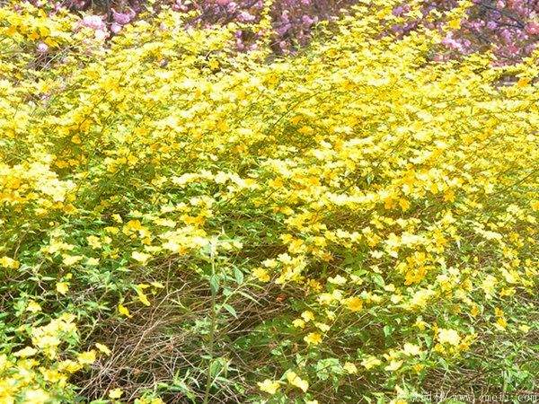 沭陽(yáng)棣棠花 沭陽(yáng)棣棠花