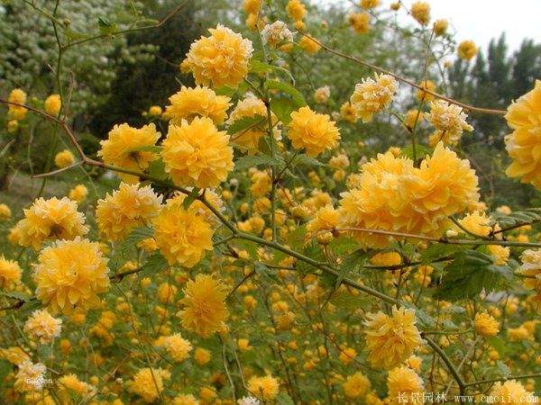 沭陽(yáng)棣棠花 沭陽(yáng)棣棠花