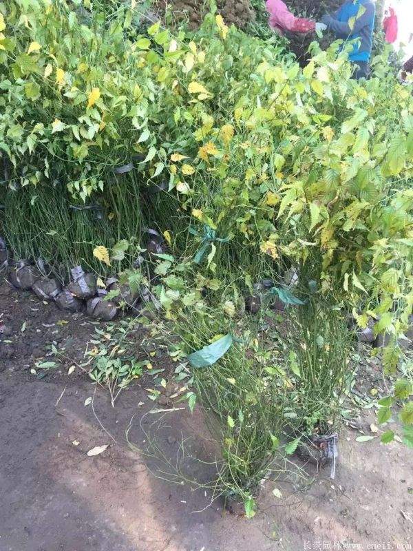 棣棠花產地 棣棠花產地