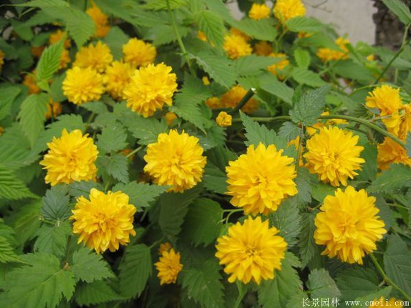 棣棠花產地 棣棠花產地