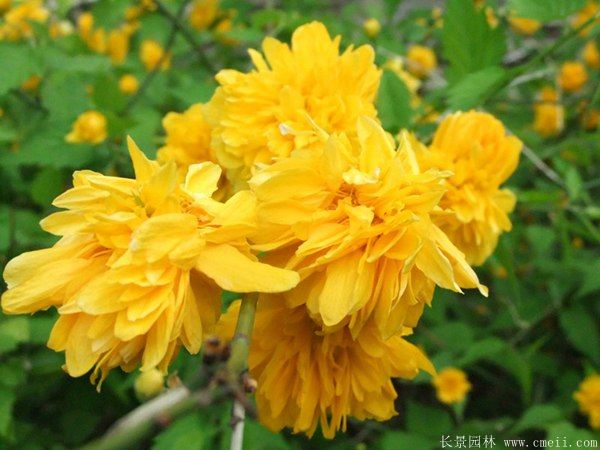 棣棠花產地 棣棠花產地