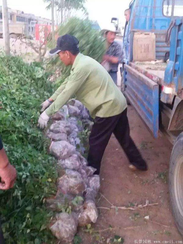 棣棠苗出售 棣棠苗出售