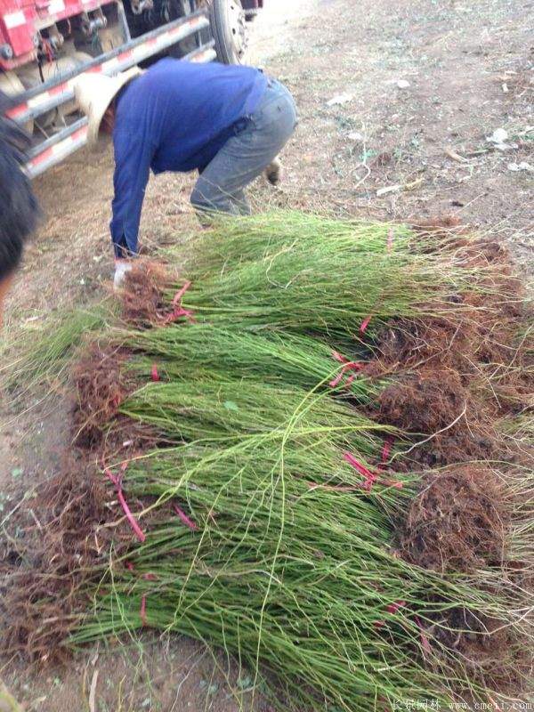 棣棠花多少錢(qián) 棣棠花多少錢(qián)