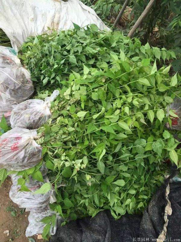 棣棠花多少錢(qián) 棣棠花多少錢(qián)