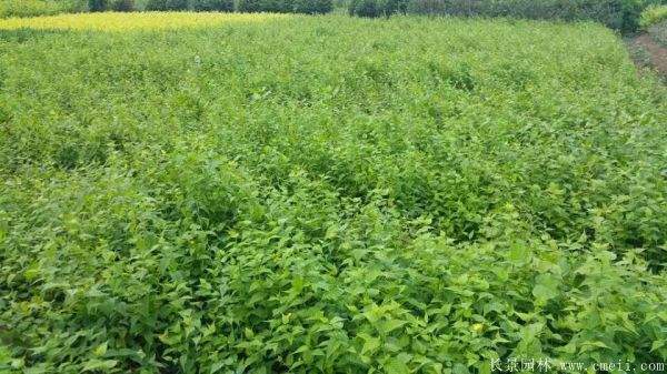 棣棠價格 棣棠價格