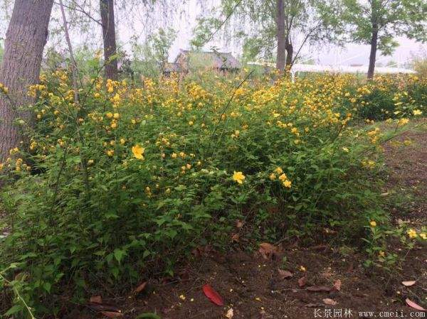 棣棠價格 棣棠價格