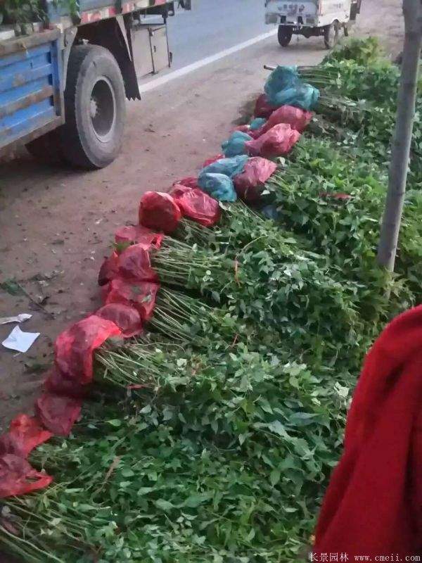 沭陽棣棠花 沭陽棣棠花