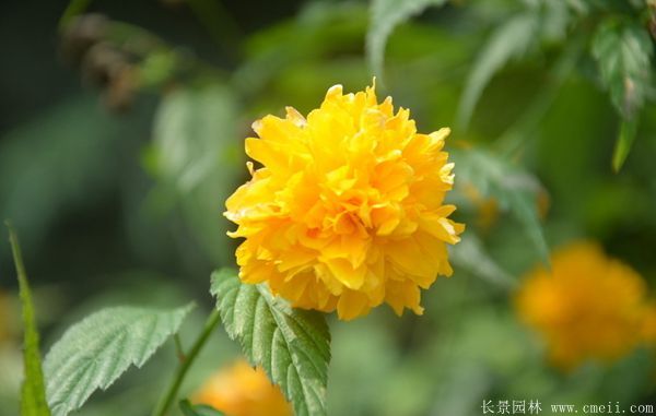 沭陽棣棠花 沭陽棣棠花