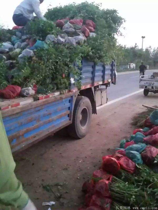 江蘇棣棠花價格