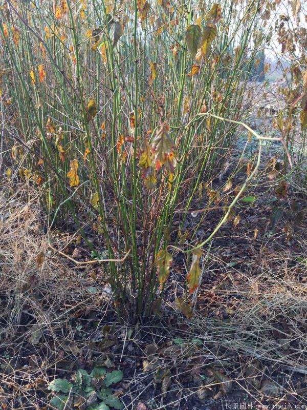 沭陽棣棠花 沭陽棣棠花