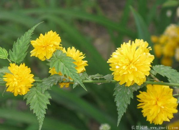 沭陽單重瓣棣棠花價格 沭陽單重瓣棣棠花價格