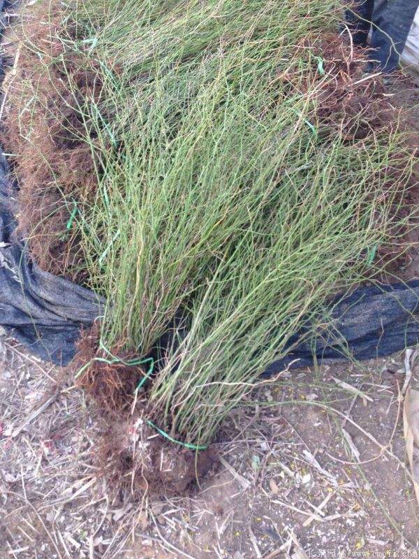 2016沭陽的棣棠價格 2016沭陽的棣棠價格