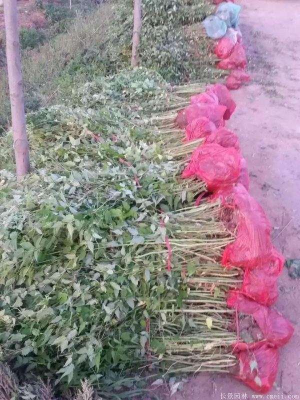 優(yōu)質(zhì)精品棣棠花 優(yōu)質(zhì)精品棣棠花