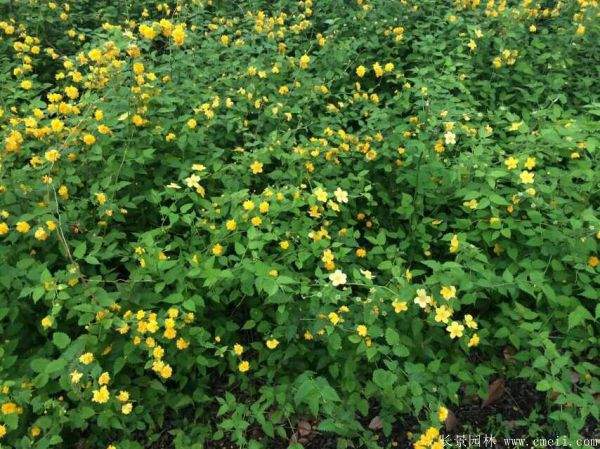 優(yōu)質(zhì)精品棣棠花 優(yōu)質(zhì)精品棣棠花