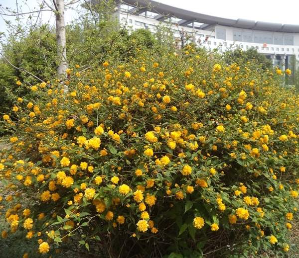 沭陽(yáng)棣棠花 沭陽(yáng)棣棠花