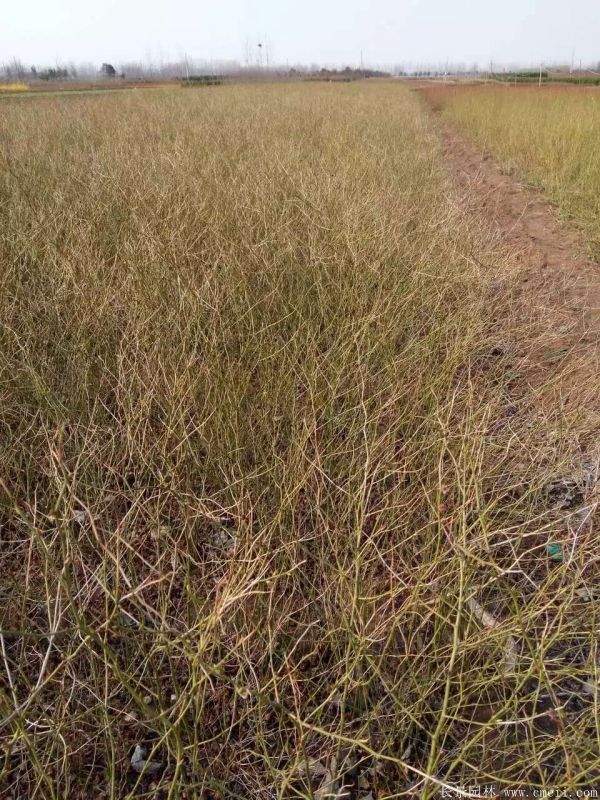 沭陽(yáng)棣棠花 沭陽(yáng)棣棠花