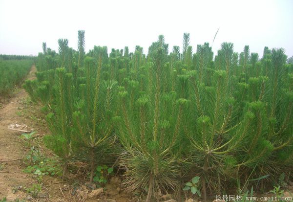 沭陽黑松的價格 沭陽黑松的價格