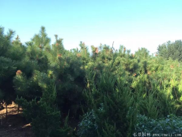 2016沭陽黑松樹的規格 2016沭陽黑松樹的規格