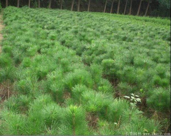 2016沭陽黑松樹的規格 2016沭陽黑松樹的規格