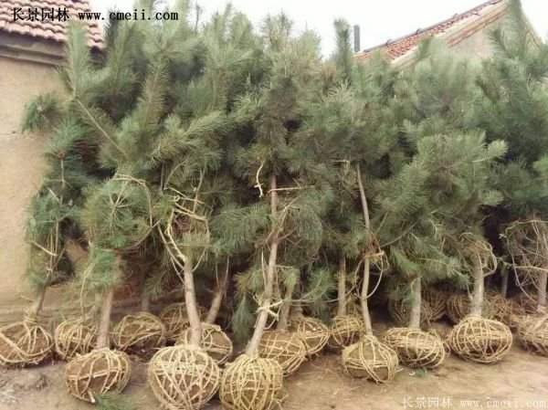 沭陽(yáng)的黑松基地 沭陽(yáng)的黑松基地