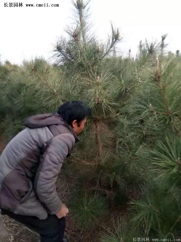 沭陽(yáng)的黑松基地 沭陽(yáng)的黑松基地