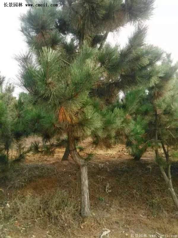 沭陽(yáng)的黑松基地 沭陽(yáng)的黑松基地