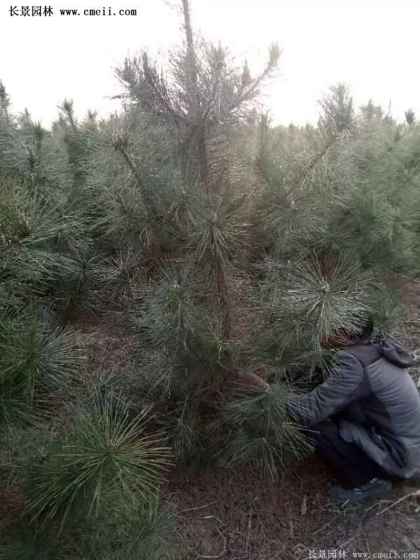 沭陽(yáng)的黑松基地 沭陽(yáng)的黑松基地