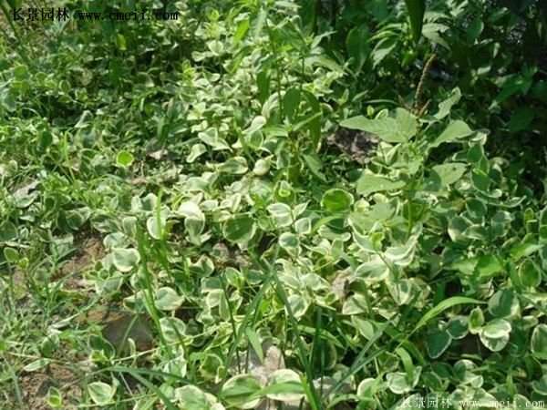 扶芳藤基地照 扶芳藤基地照