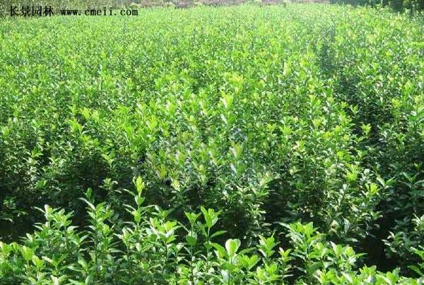 精品扶芳藤 精品扶芳藤