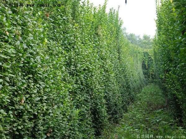 大葉扶芳藤 大葉扶芳藤