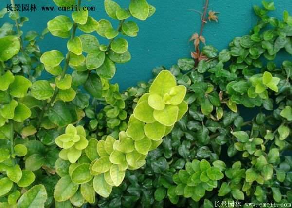 小葉扶芳藤 小葉扶芳藤