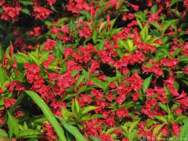 沭陽(yáng)紅王子錦帶花