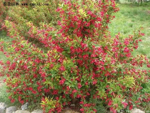 紅王子錦帶價(jià)格