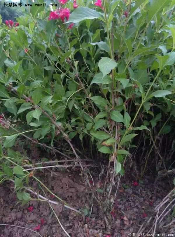 紅王子錦帶價(jià)格