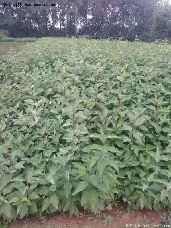 紅王子錦帶價(jià)格