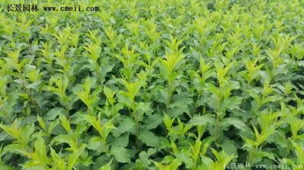 紅王子錦帶價(jià)格