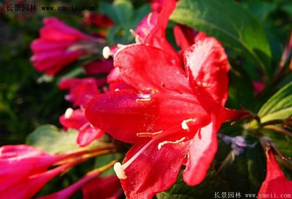 紅王子錦帶價(jià)格