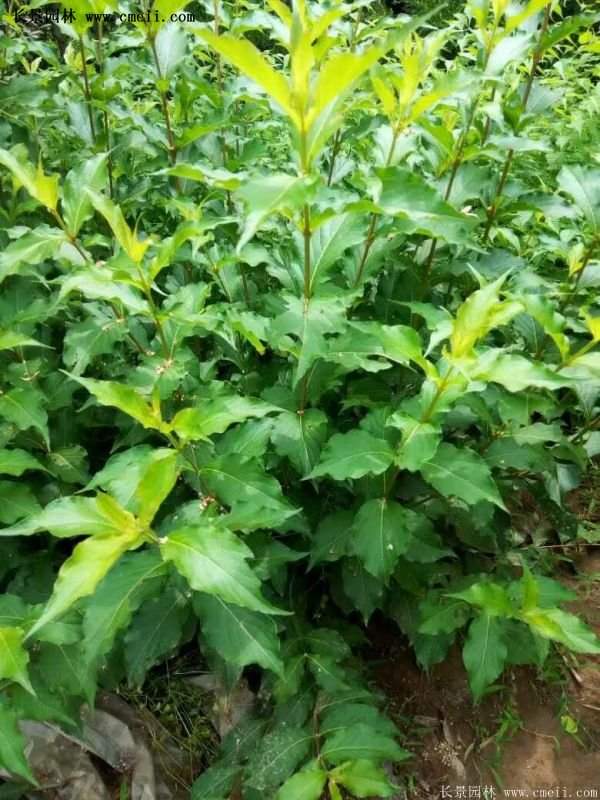 沭陽“三省”的紅王子錦帶花的價格表 沭陽“三省”的紅王子錦帶花的價格表