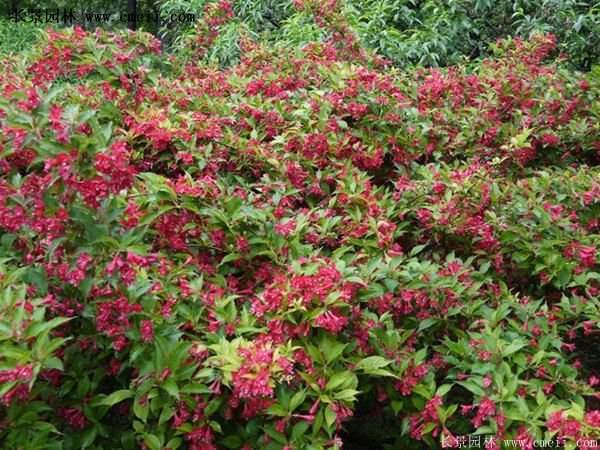 紅王子錦帶價格 紅王子錦帶價格